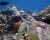 Green turtle, Kuredu Corner, Lhaviyani Atoll, Maldives