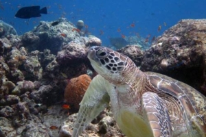 Rosie, green turtle, adopted Green turtle, Kuredu Corner, Lhaviyani Atoll, Maldives