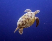 Green turtle, Kuredu Caves, Lhaviyani Atoll, Maldives