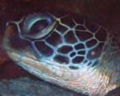Green turtle, Kuredu Express, Lhaviyani Atoll, Maldives