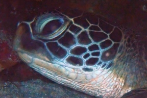 Jack, green turtle, adopted by Stefanie & Fabian Köppel Green turtle, Kuredu Express, Lhaviyani Atoll, Maldives
