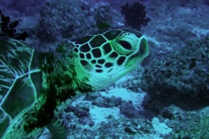 Späckhuggaren, green turtle, adopted for Theo by Charlotte Green turtle, Kuredu Express, Lhaviyani Atoll, Maldives