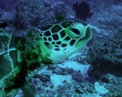 Green turtle, Kuredu Express, Lhaviyani Atoll, Maldives