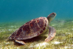 Baby Wilma, green turtle, adopted by Annette & Ralf Green turtle, Kuredu House Reef, Lhaviyani Atoll, Maldives