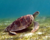 Green turtle, Kuredu House Reef, Lhaviyani Atoll, Maldives