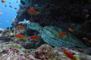Green turtle, Kuredu Caves, Lhaviyani Atoll, Maldives