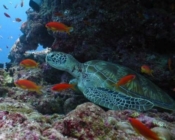 Green turtle, Kuredu Caves, Lhaviyani Atoll, Maldives
