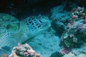 Maja, green turtle, adopted for Maja by Jens & Heike Kiesel Adopt a green turtle, Maldives