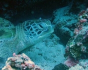 Adopt a green turtle, Maldives