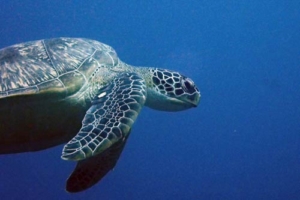 Goofy, green turtle, adopted by Steven Brumby GR765, green turtle, Kuredu Express, Lhaviyani Stoll, Maldives