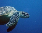 GR765, green turtle, Kuredu Express, Lhaviyani Stoll, Maldives
