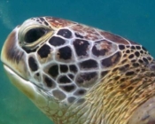 Green turtle, Kuredu House Reef, Lhaviyani Atoll, Maldives