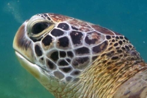 Nele, green turtle, adopted by Stephanie & Andreas Kraus Green turtle, Kuredu House Reef, Lhaviyani Atoll, Maldives