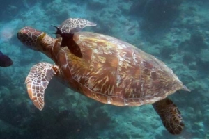Paul, green turtle, adopted by Claudia Hastert Adopt a turtle Lhaviyani atoll Maldives