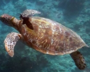 Adopt a turtle Lhaviyani atoll Maldives