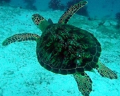 Green turtle, Felivaru Kandu, Lhaviyani Atoll, Maldives