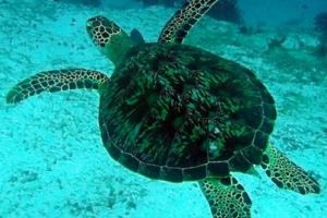 Alan, green turtle, adopted for Alan by Louisa and Sam Green turtle, Felivaru Kandu, Lhaviyani Atoll, Maldives