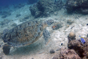 Don Schüft, green turtle, adopted Green turtle, Kuredu Outreef, Lhaviyani Atoll, Maldives
