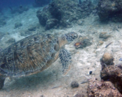 Green turtle, Kuredu Outreef, Lhaviyani Atoll, Maldives