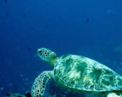 Green turtle, Kuredu Corner, Lhaviyani Atoll, Maldives
