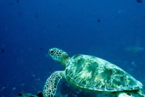 Maxi, green turtle, adopted for Dani by Thomas Kiesewetter Green turtle, Kuredu Corner, Lhaviyani Atoll, Maldives