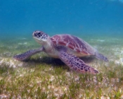 Green turtle, Kuredu House Reef, Lhaviyani Atoll, Maldives