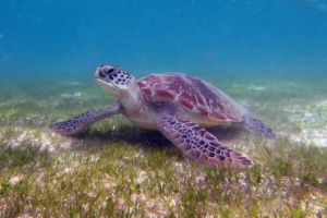 Hema, green turtle, adopted by Karin Lichtenauer Green turtle, Kuredu House Reef, Lhaviyani Atoll, Maldives