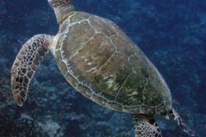 Gudrun, green turtle, adopted Adopt a turtle Laamu Atoll Maldives