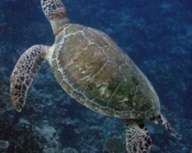 Adopt a turtle Laamu Atoll Maldives