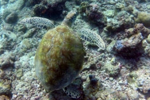 Anne of Green Turtles, adopted by Jeremy Largman Green turtle, Losfushi, South Male Atoll, Maldives