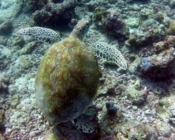 Green turtle, Losfushi, South Male Atoll, Maldives