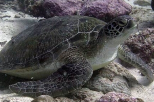 Schildi, green turtle, adopted for Manuela by Ulrike GR807, green turtle, Hithaadhoo Corner, Laamu