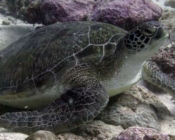 GR807, green turtle, Hithaadhoo Corner, Laamu