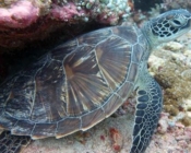 Adopted green turtle, Maldives
