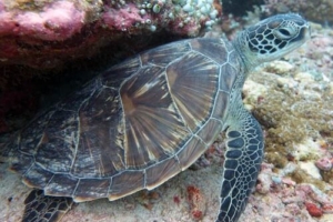 Kevin, green turtle, adopted by Jen Kaufman Adopted green turtle, Maldives