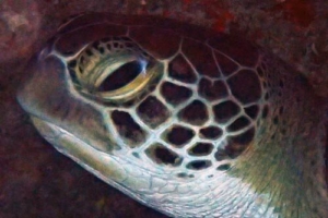 Lovey, green turtle, adopted for Wayne by Jamie Robinson. Green turtle, Hithaadhoo Corner, Laamu, Maldives. Image.