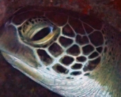 Green turtle, Hithaadhoo Corner, Laamu, Maldives. Image.