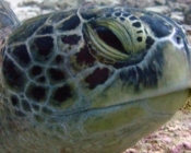 Green turtle, right profile, Hithaadhoo Corner, Laamu. Image.