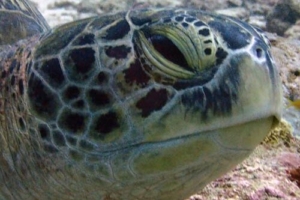 Teddy, green turtle, adopted by Abigail Pidgeon Green turtle, right profile, Hithaadhoo Corner, Laamu. Image.