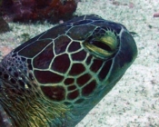 Adopt a turtle Laamu Atoll Maldives