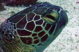 Anika, green turtle, adopted by Jocelyn A Robles Adopt a turtle Laamu Atoll Maldives