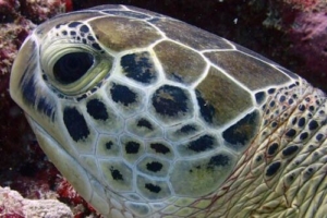 Jules, green turtles, adopted for Julia by Johannes Adopt a turtle Laamu Atoll Maldives