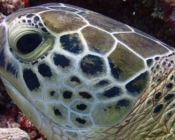 Adopt a turtle Laamu Atoll Maldives