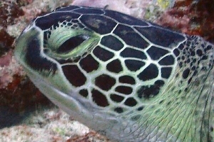 Turtlezilla, green turtle, adopted for Kira by Louis Adopt a turtle Laamu Atoll Maldives