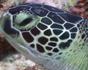 Adopt a turtle Laamu Atoll Maldives