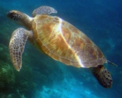 Green turtle, The Residence, Gaaf Alif Atoll, Maldives