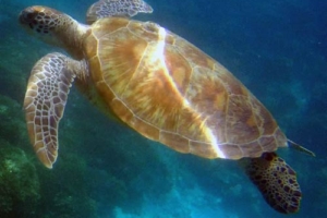 Reefie, green turtle, adopted by Aurelien & Oliver Green turtle, The Residence, Gaaf Alif Atoll, Maldives