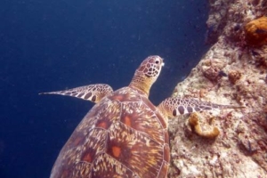 Rosey, green turtle, adopted by Michael Rose Adopt a turtle Lhaviyani atoll Maldives