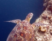Adopt a turtle Lhaviyani atoll Maldives