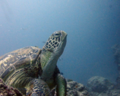 Adopted green turtle, Maldives
